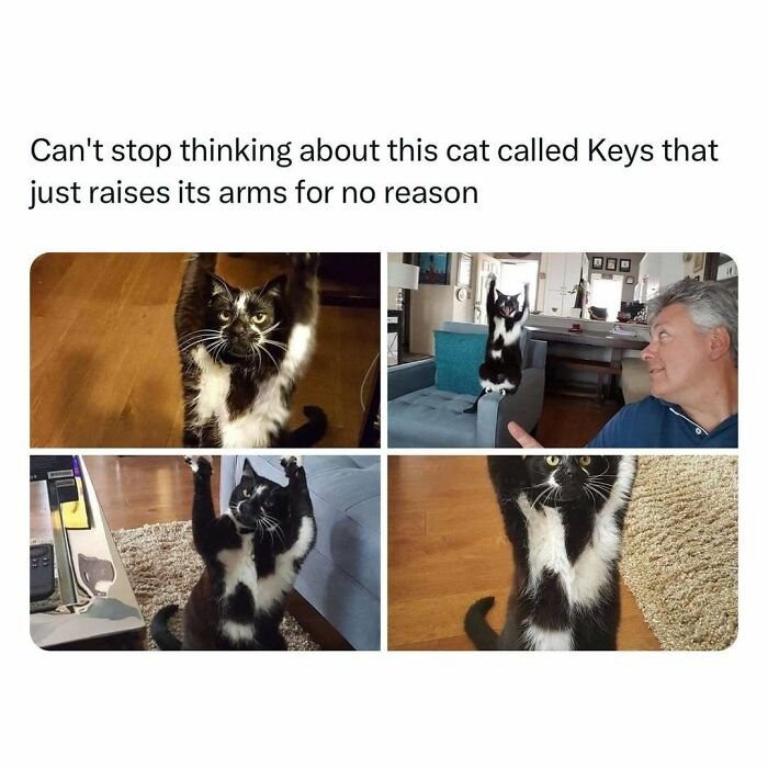 Cat lifting its arms humorously, bringing joy to the day with heartwarming poses.