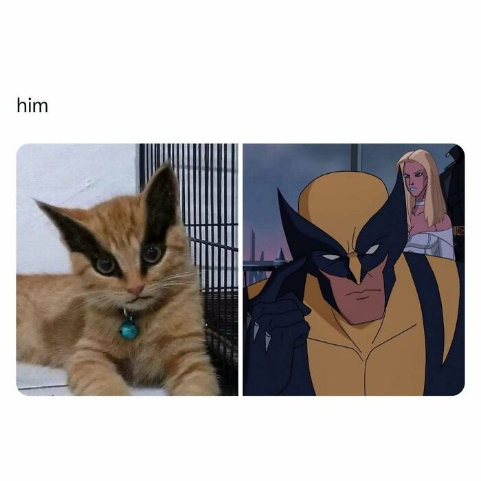 Cute kitten next to a superhero character, both with similar facial markings, creating a joyful meme.