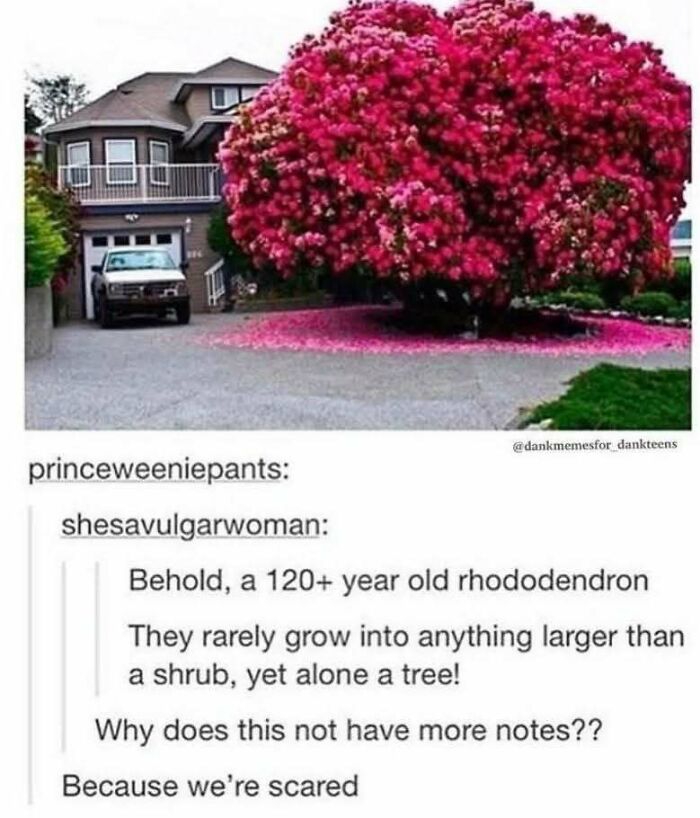Large rhododendron tree in front of a house with humorous Tumblr comments highlighting its unusual size.