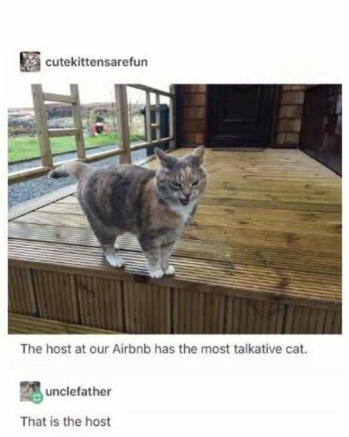 Tumblr post showing a cat on a porch, humorously described as the talkative host of an Airbnb.