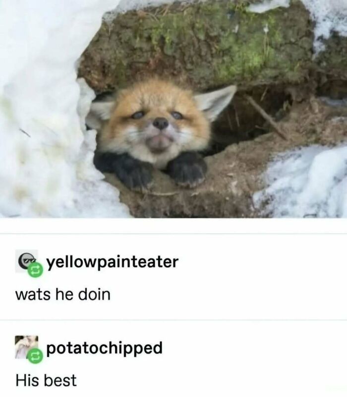 Cute fox peeking out of a hole with funny Tumblr comments highlighting the ugly side.