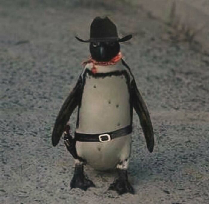 Penguin dressed as a cowboy with a hat and belt, symbolizing one of the hardest animals you don’t want to mess with.