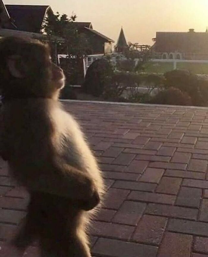 Monkey standing confidently on a brick pathway at sunset, illustrating one of the hardest animals.