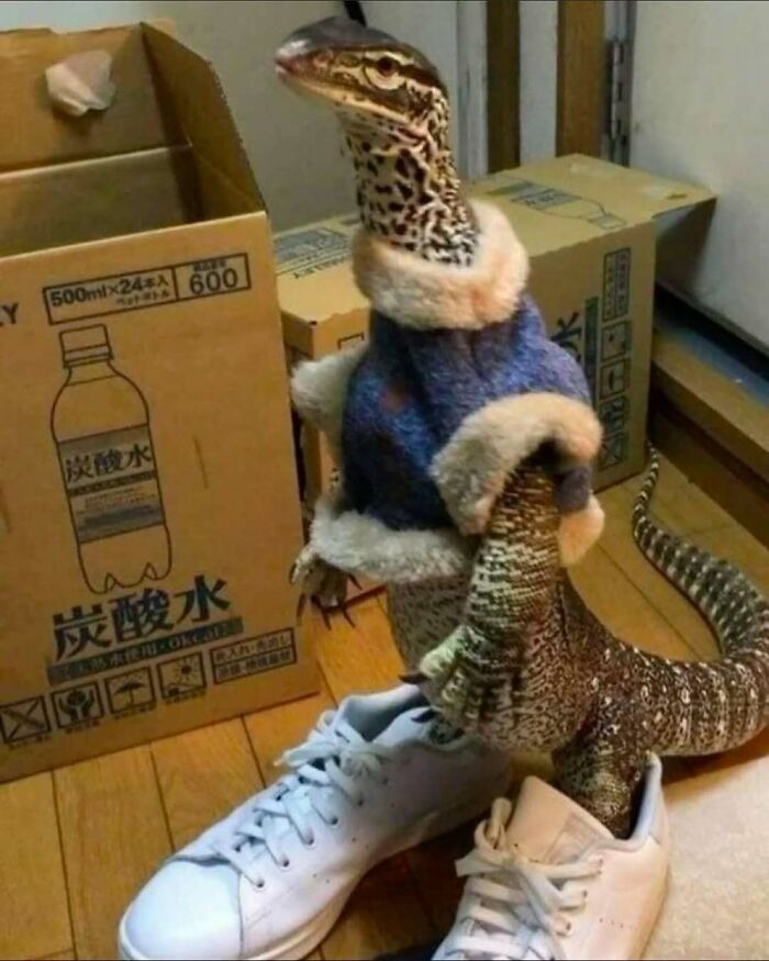 A monitor lizard in a blue coat, standing on sneakers beside cardboard boxes, showcasing its tough stance.
