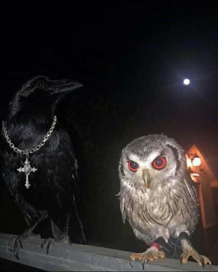 Raven with a silver chain next to an owl under moonlight, highlighting their hard appearance.