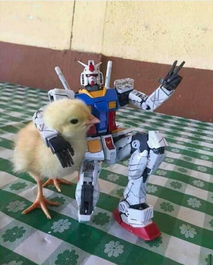 A small chick standing beside a Gundam model, posing on a checkered tablecloth.