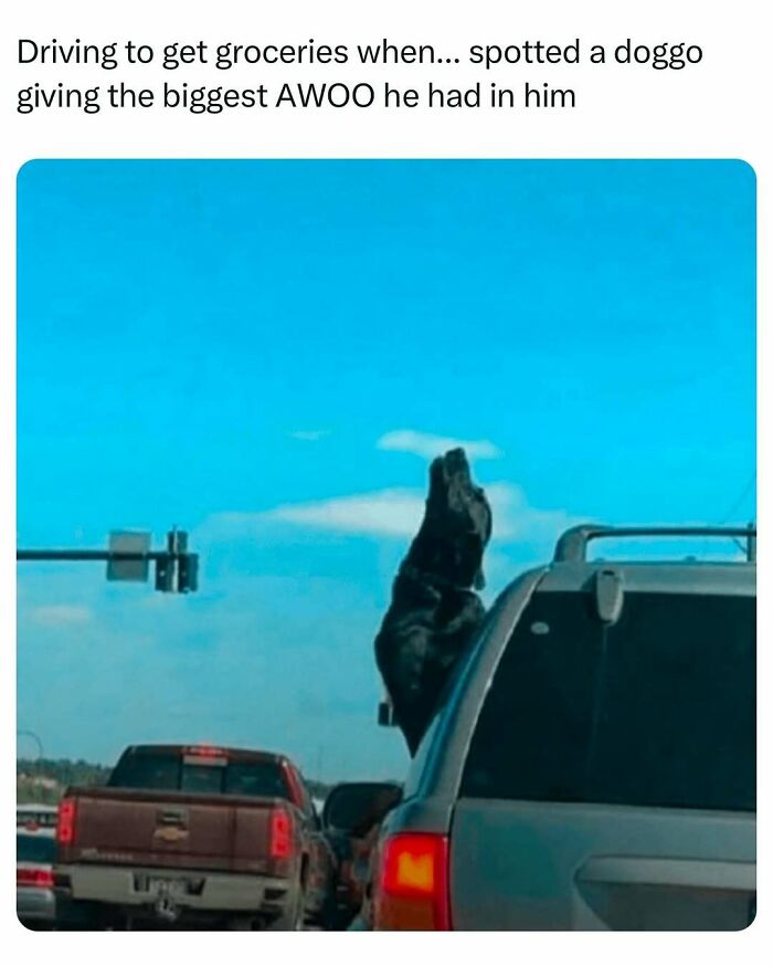 Dog joyfully howling out of car window at traffic light.