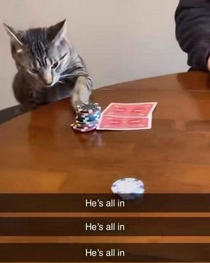 Cat playing poker with chips and cards, embodying the hardest animals vibe.