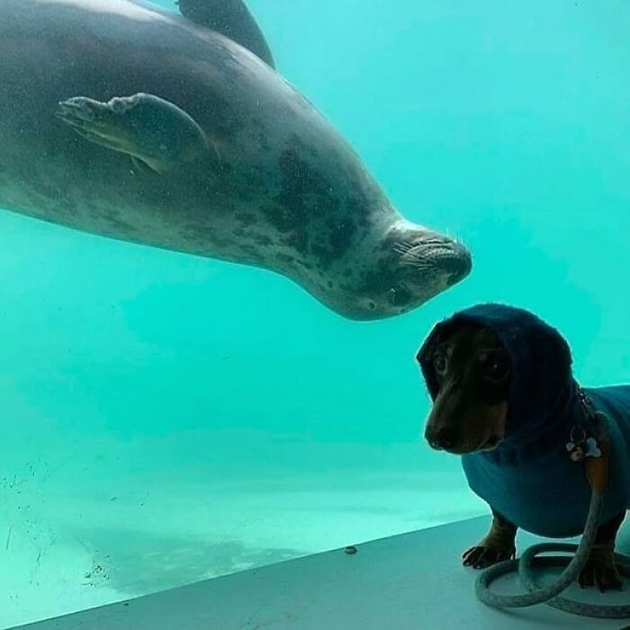 Seal observing a dog in a blue hoodie through the glass, capturing a unique moment of interaction between animals.