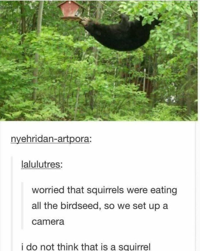 Bear hanging from tree caught on camera, mistakenly thought to be a squirrel, highlighting Tumblr's funny and wild side.