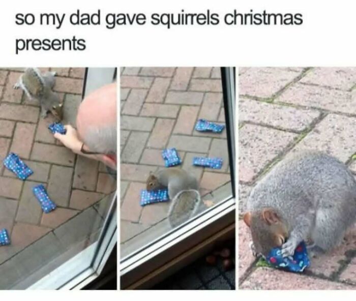 Squirrel with Christmas gifts on patio, showcasing Tumblr's funny side.