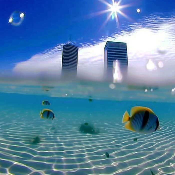 Underwater view of fish beneath a liminal space with two skyscrapers in the distance, under a bright sun.