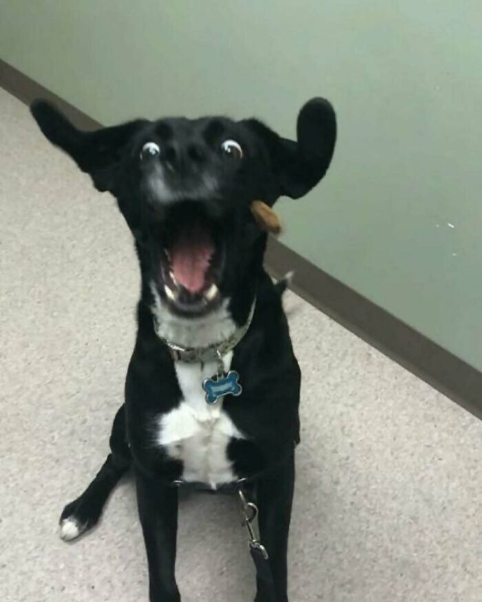 Excited dog with wide eyes and open mouth, embodying "goblin mode" humor.