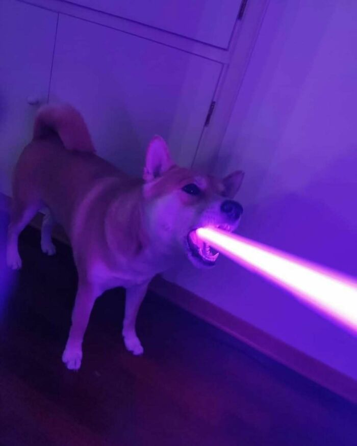 Dog with glowing light effect from mouth, illustrating one of the hardest animals not to mess with in a humorous style.
