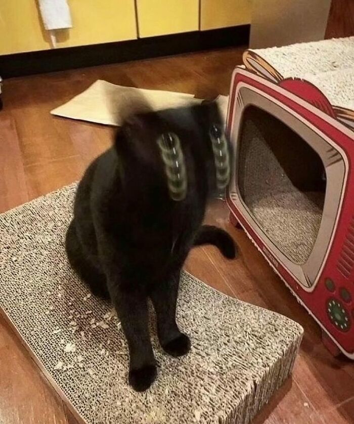 Black cat shaking head, creating a blur effect with eyes on a cardboard scratcher.