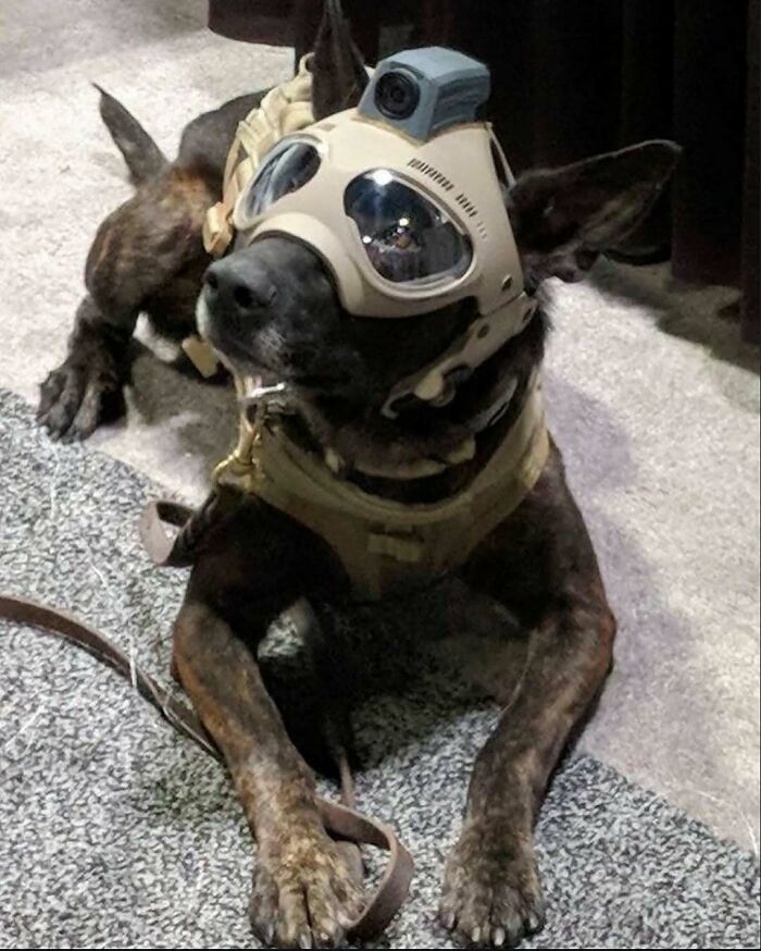 Tactical dog wearing protective gear and harness, embodying a hard animal aura.