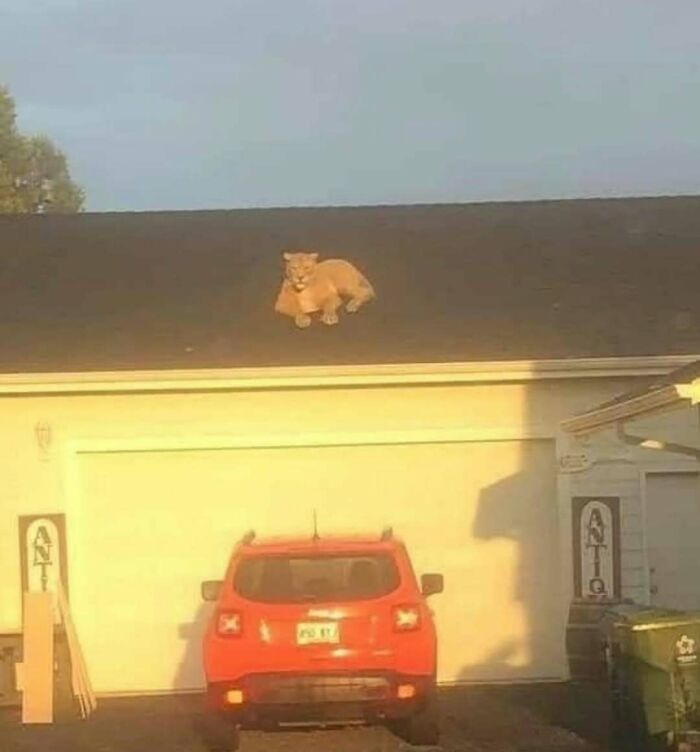 León en el techo de una casa, al estilo «goblin», con un auto rojo estacionado afuera.