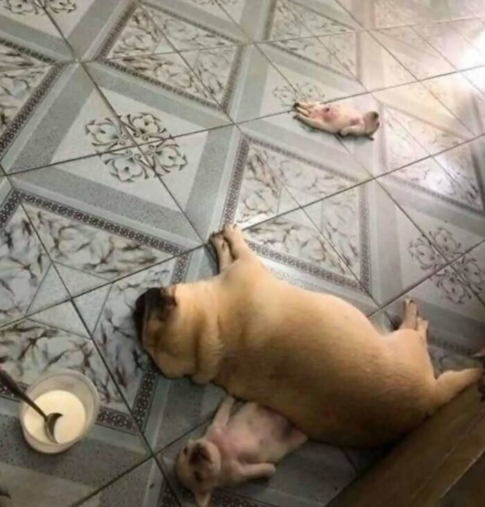 Pug lying on a patterned floor with puppies, next to a bowl. Hardest animals peacefully resting indoors.