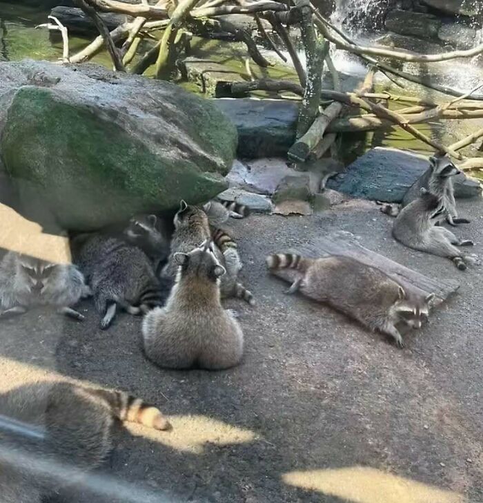 Raccoons resting on rocks, part of the hardest animals you don’t want to mess with in the wild.