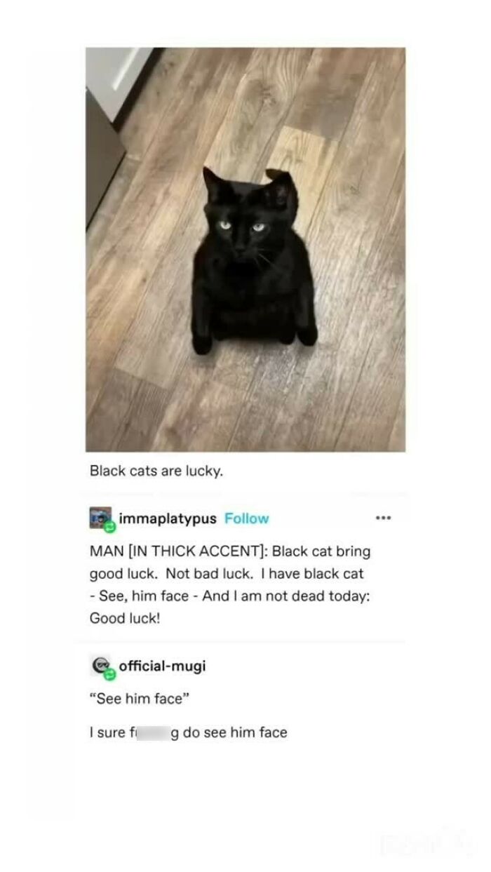 Black cat sitting on a wooden floor, accompanied by funny Tumblr post discussing good luck.