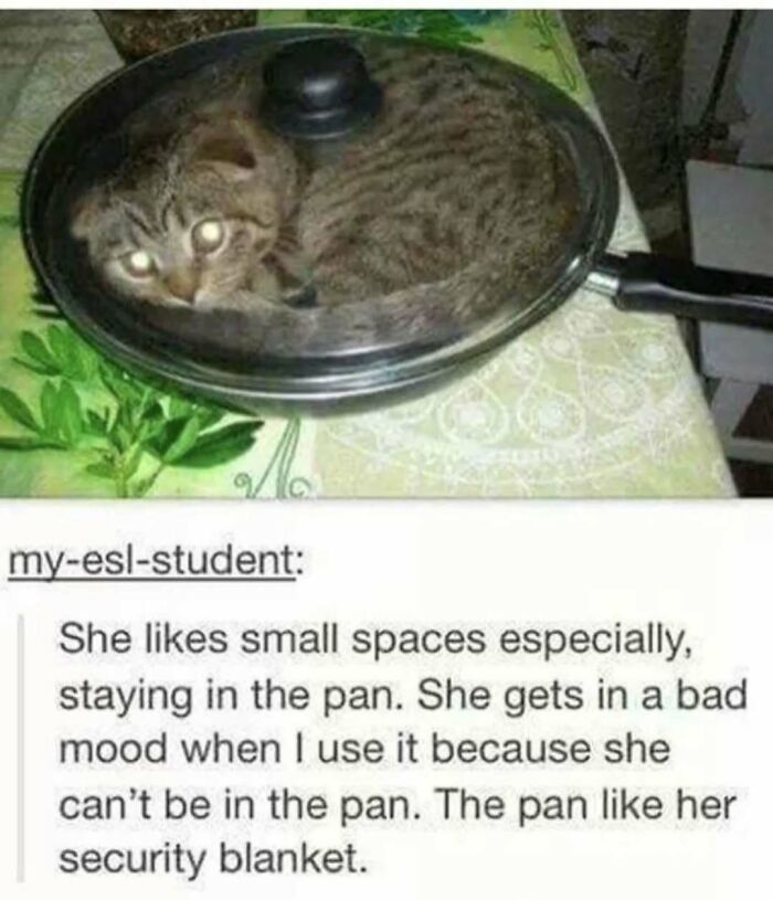 Cat inside a pan with lid, emphasizing the funny side of Tumblr; caption about the cat's affinity for small spaces.