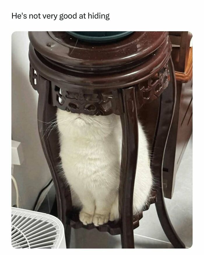 White cat hiding poorly under small table, creating a heartwarming meme.