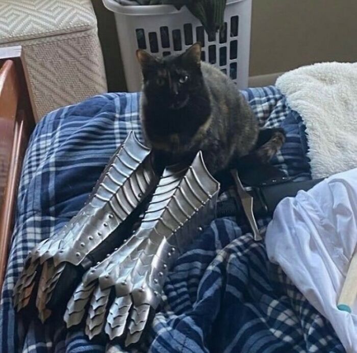 A cat sitting on a bed next to metallic claw gauntlets, representing hard animals.