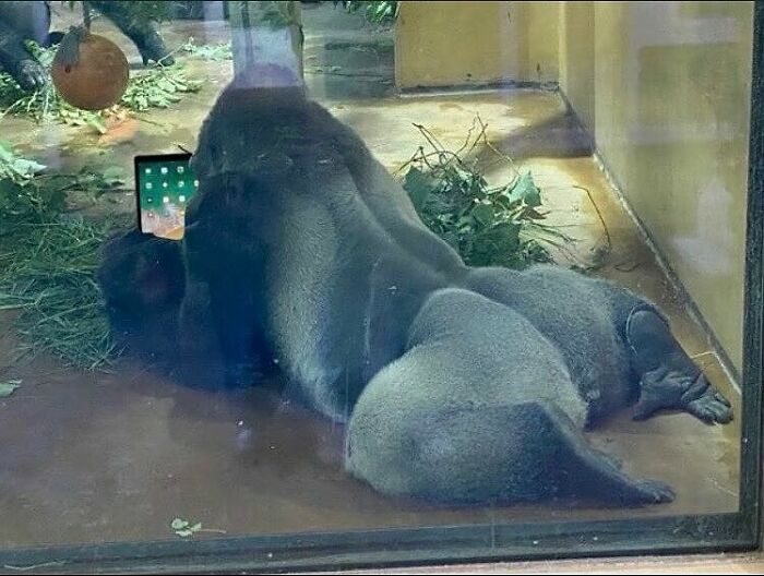 Gorilla, one of the hardest animals, relaxes with a device in a zoo enclosure.