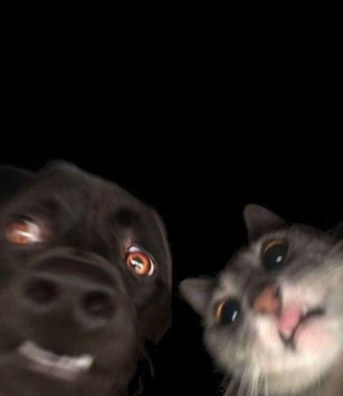 Close-up of a curious dog and cat with wide eyes against a black background, showcasing tough animals.