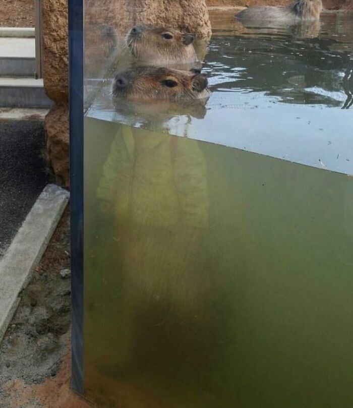 Capybaras swimming in an aquarium with reflection, showcasing their size and calm demeanor, opposite a child observing.