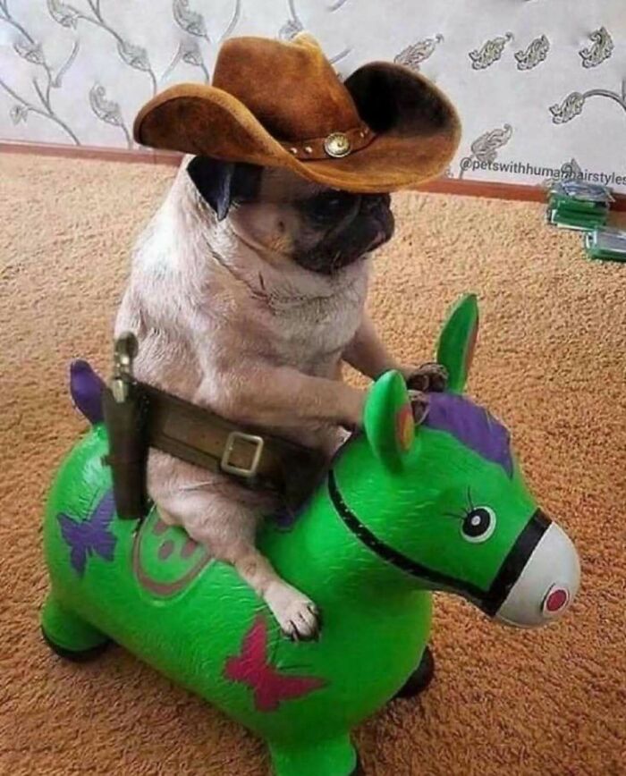 Pug in cowboy hat riding a green inflatable horse, playfully tough animal.