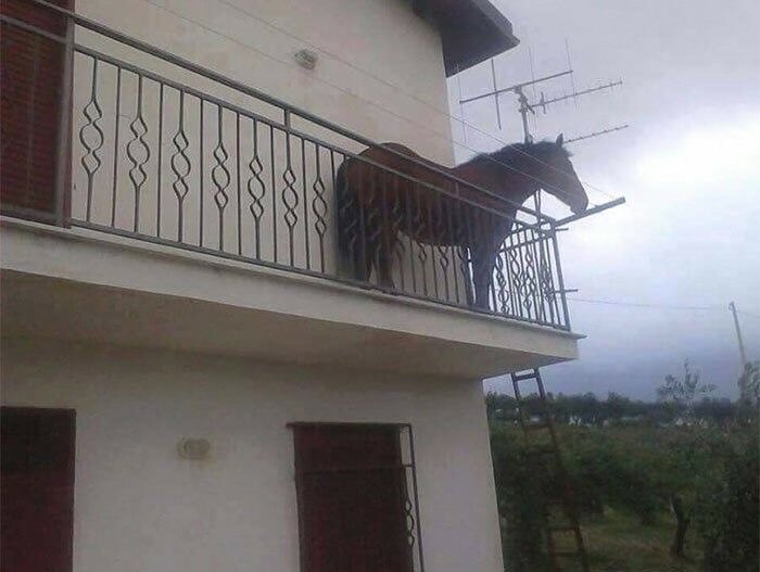 Horse standing on a small balcony, showcasing hilarious animal antics.