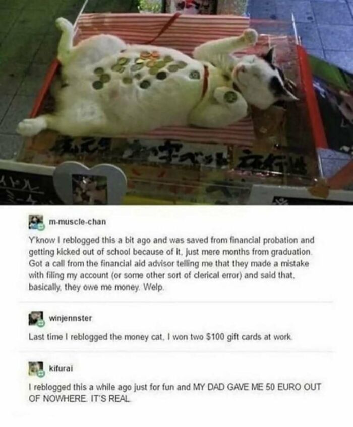 Cat lying with coins on its belly, surrounded by humorous Tumblr posts about unexpected financial gains.