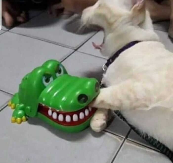 Cat in a playful pose with a toy alligator on a tiled floor, exemplifying animals going off the rails in a humorous setting.