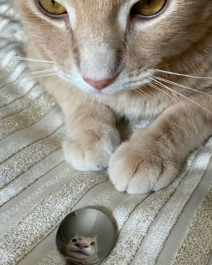 A cat with yellow eyes looking down at its reflection in a metal spoon, main SEO keyword: hardest animals.