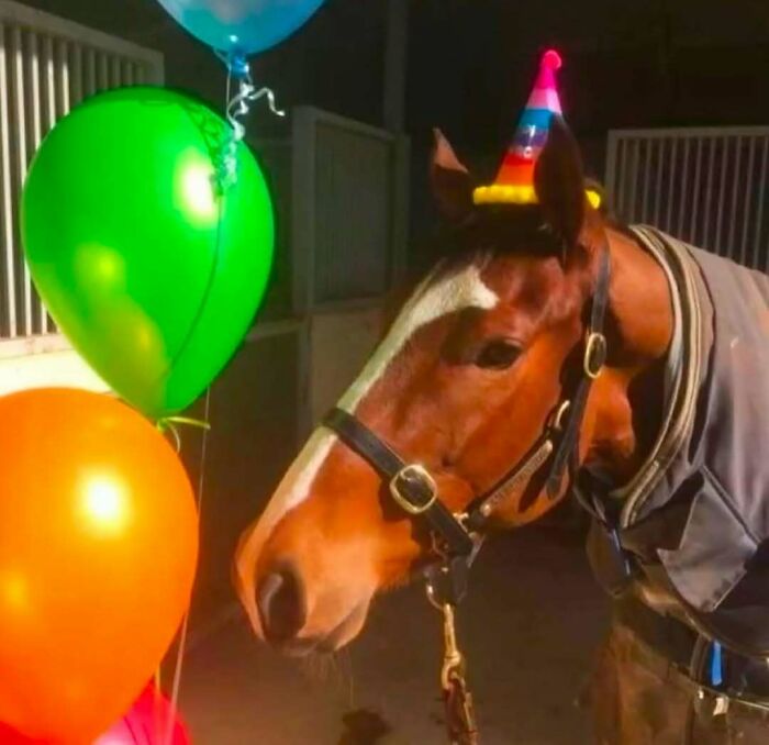 Horse with a party hat standing near colorful balloons.