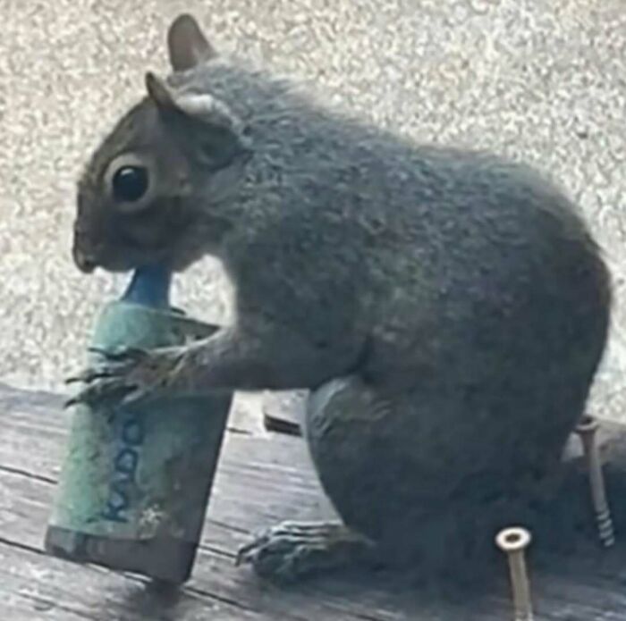 A squirrel holding a bottle, sitting on a wooden surface, representing the hardest animals.