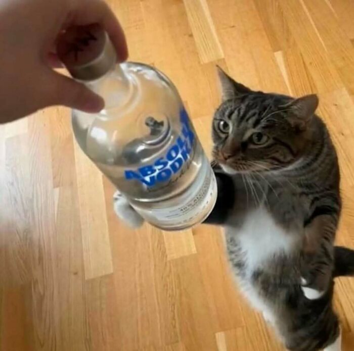A cat playfully reaching for a vodka bottle, highlighting one of the hardest animals.