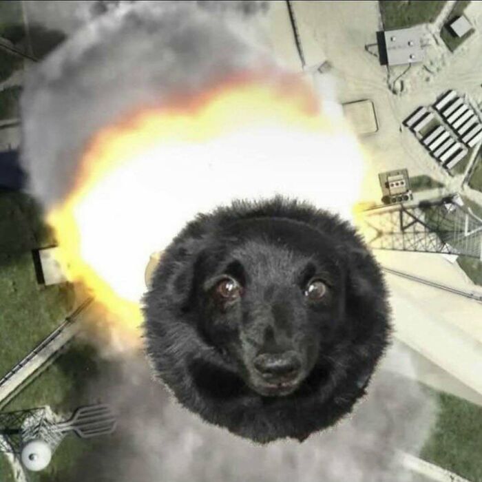 Black bear with wide eyes, edited to appear as if launching in a rocket, representing one of the hardest animals.