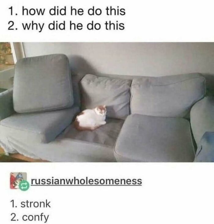 Cat sitting on a sunken couch cushion with text reflecting the funny side of Tumblr.