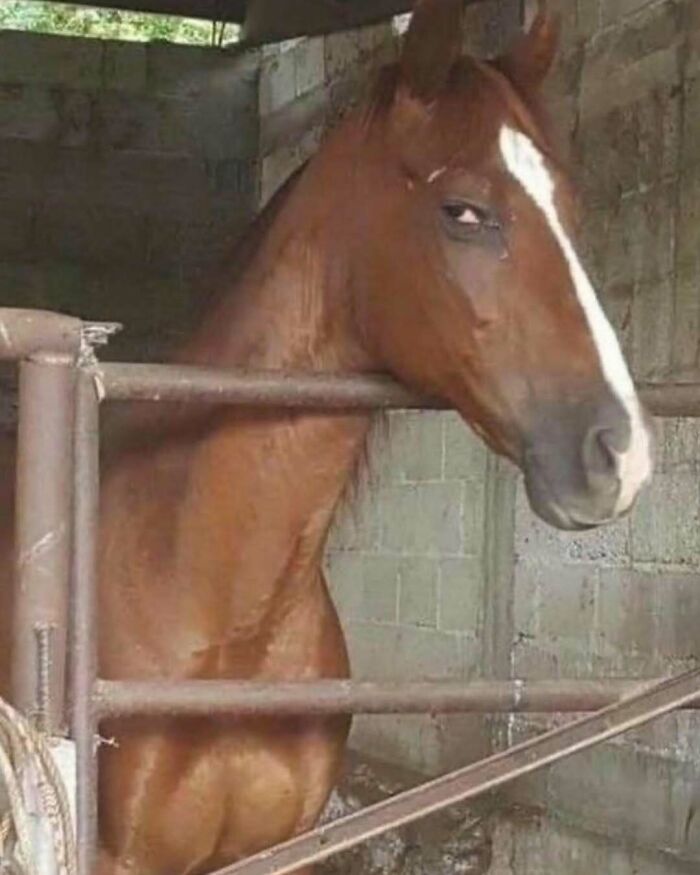 A horse in a stable giving a tough, watchful look, showcasing its hard, resilient nature.