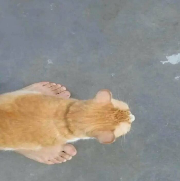 Orange cat standing on bare feet on a concrete floor, viewed from above, showcasing one of the hardest animals.
