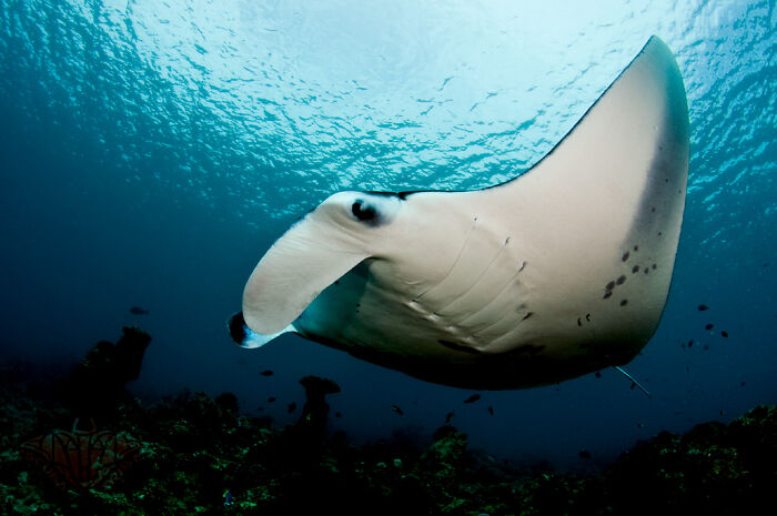 Giant manta ray swimming underwater, exemplifying largest underwater creatures.