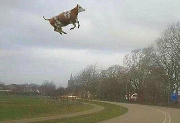 A cow appears to be floating through a cloudy sky over a rural road and landscape.