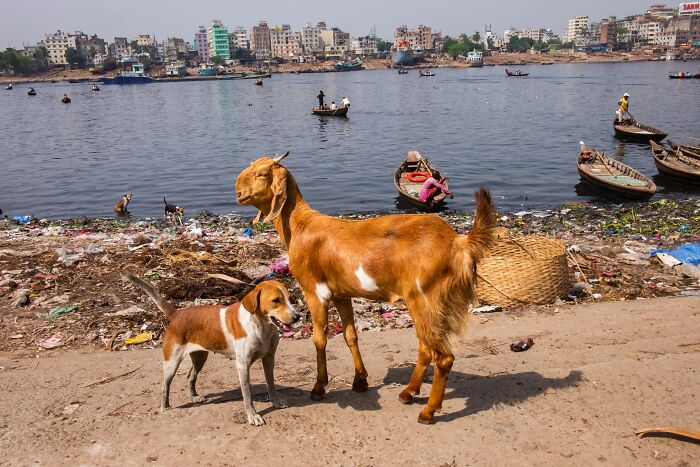 Dog and goat by a littered riverside, boats and cityscape in the background, showcasing street photography.