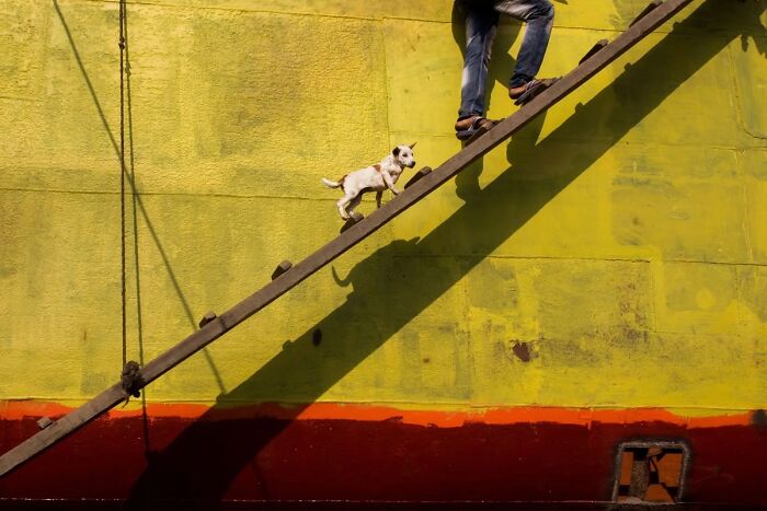 Street photography: person and dog climbing a wooden plank against a vibrant wall.