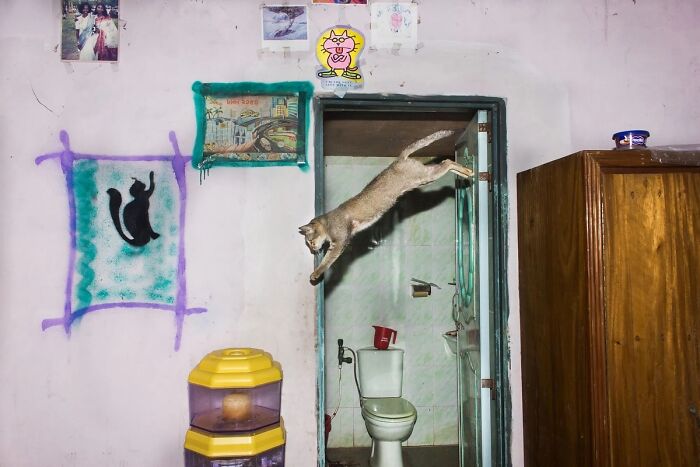 Cat leaping in a colorful, quirky room, captured in Md Enamul Kabir's street photography style.