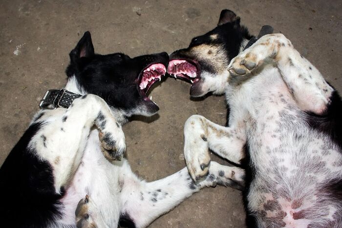 Street photography by Md Enamul Kabir featuring two dogs playfully interacting on the ground.
