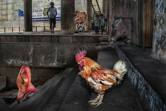 Street photography showing a rooster, a woman in a sari, and cows in a vibrant urban scene.