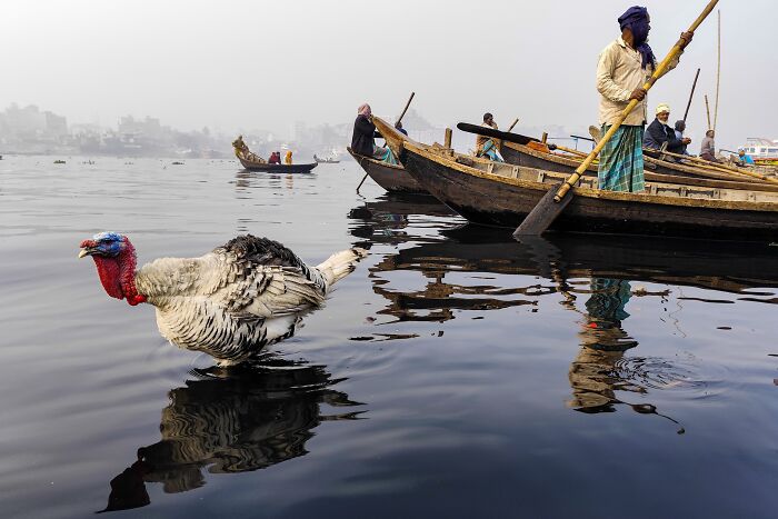 A turkey on a calm river with fishermen on wooden boats, showcasing street photography.